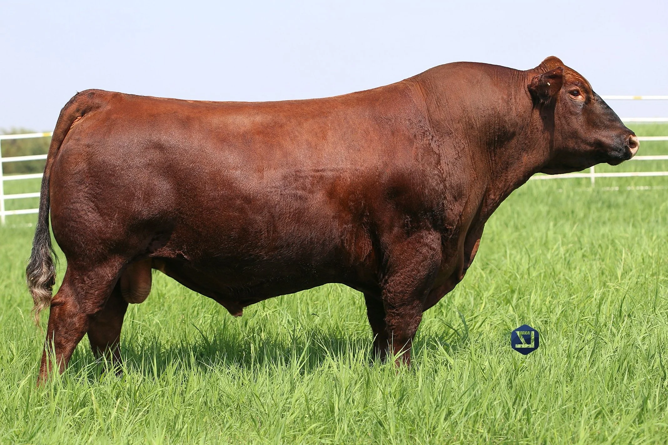 Simmental and SimAngus Herd Sires — Rydeen Farms